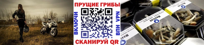 Купить где  Котовск  Псилоцибиновые грибы Psilocybine cubensis 